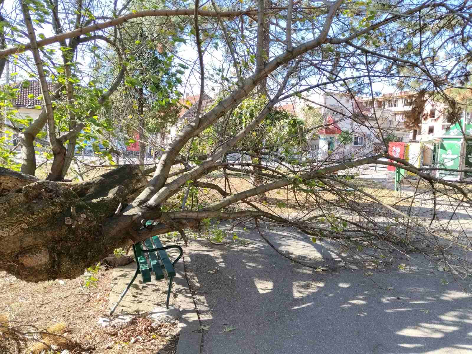 Nedostatak brige za zdravo drveće: Incident u parku kod suda uznemirio stanovnike Ćuprije